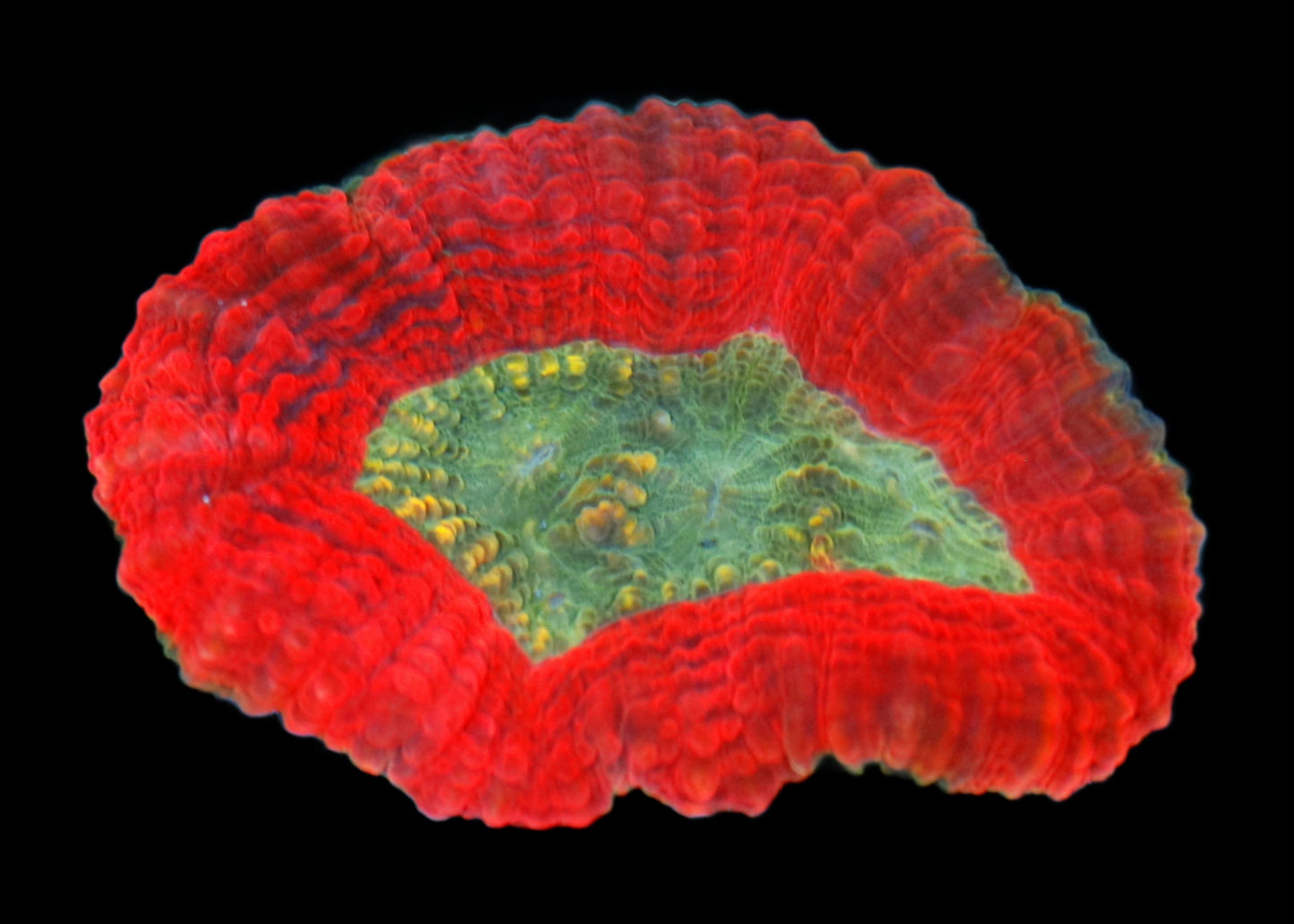 Ntx LOBOPHYLLIA BRAIN AMAZING  METALLIC RED